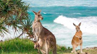 Jump into the World of Kangaroos: The Bouncing Wonders of Australia.