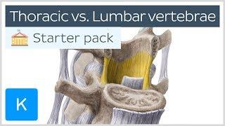 Thoracic vertebrae vs. Lumbar vertebrae - Human Anatomy | Kenhub