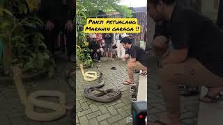 PANJI PETUALANG MARAHIN GARAGA “KING COBRA” #shorts