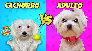 PERRO CACHORRO vs PERRO ADULTO en la Vida Real !!