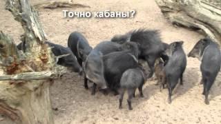 Кабаны под дабстеп / Hogs on dubstep