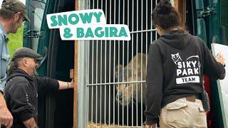 Tierrettung - Die Ankunft von Snowy und Bagira im Sikypark 