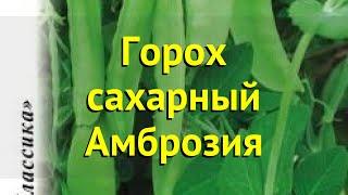 Горох сахарный. Краткий обзор, описание характеристик, где купить семена pisum sativum Амброзия