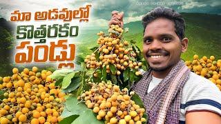 Wild fruits : మా అడవుల్లో దొరికే కొత్తరకం పండ్లు || వీటి రుచి ఎలావుందో మీరే చూడండి 