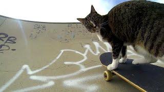 GoPro: Didga the Skateboarding Cat