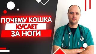 Почему кошка кусает за ноги?