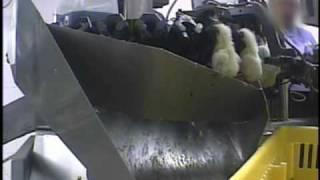 Undercover Investigation at Hy-Line Hatchery