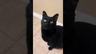 Black cat meowing