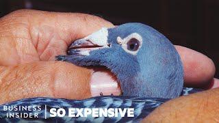 Why Racing Pigeons Are So Expensive | So Expensive