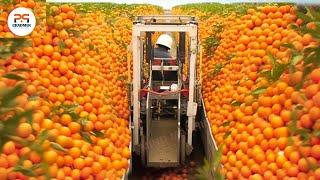 The Most Modern Agriculture Machines That Are At Another Level How to harvest LEMON