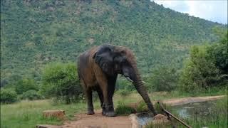 Elephant mating, fighting & pregnancy - Animals: The Inside Story - BBC