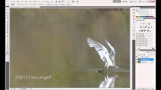 EASY Watermark & Copyright symbol on photos & metadata:  Online or Photoshop CS5