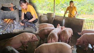 How to use pig manure to create biogas to cook pig food. ( Ep 285 )