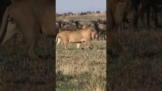 Powerful Unknown Nomad brothers who made Orkirikoi Run in Grasslands of Masai Mara National Reserve.