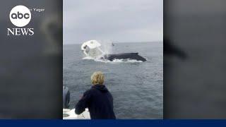 Whale capsizes fishing boat in New Hampshire