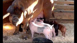 MOTHER PIGS & their BABIES (PIGLETS ) Authentic Real PIG SOUNDS / COMPILATION / EDUCATIONAL VIDEO