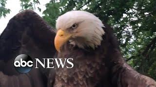 Bald eagle rescued from Kentucky backyard l ABC News