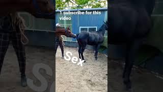 horse  love .horse mating .horse sex videos.#trending #shorts #subscribe