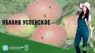 Яблоня Успенское