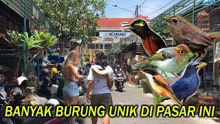 CEK HARGA-HARGA BURUNG DI PASAR SATRIA DENPASAR,BALI