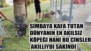 KURT İLE AV KÖPEĞİ  KÖPEKLERİME SALDIRDILAR