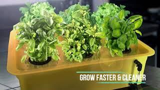 Herb Garden Starter Kit Indoor - Hydroponics Growing System with Nutrients and Herbs Seeds