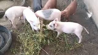 cute little pigs #funnypig