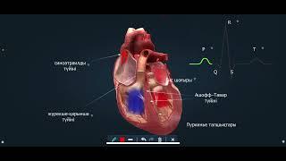 Жүректің автоматизмі/жүрек анатомиясы