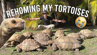 Rehoming My Group of Giant Tortoise!!