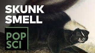 The Science of Why Skunks Smell!