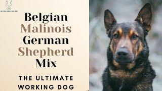 Belgian Malinois German Shepherd Mix: The Ultimate Working Dog