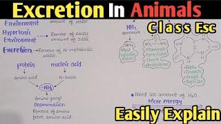 Excretion In Animals | Nature Of Excretory Products In Relation To Habitats | Class 12