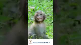 A pet baby monkey is frightened when his owner releases him into the wild #Shorts