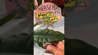 Jungle Boogie Philodendron care