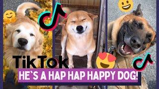 Happy Guy Happy Dog Funny TikTok Animals - Tiktok Compilation