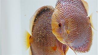 Breeding Discus - Growth Rate Comparison