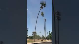 Palm Tree Attacked By Dust Storm (@Caters Clips)