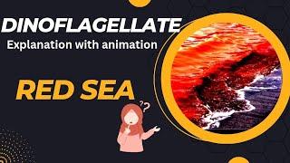 Dinoflagellate explanation with animation in Hindi