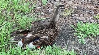 Wounded Duck (Part 2)