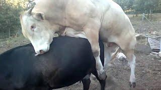 Cow mating. Kawin sapi.  Bull meeting cow with copulatory thrust. बैल संभोग