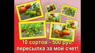10 сортов суперраних помидоров за 500 рублей вместе с пересылкой!