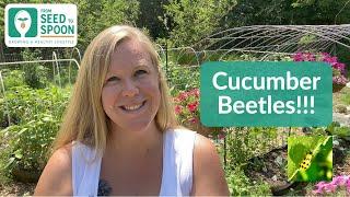  Cucumber Beetles: Top Tips & Tricks for Preventing & Managing Cucumber Beetles!