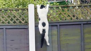 Neighbour's Cat Climbs The Fence