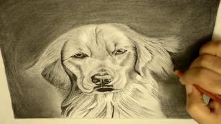 How to Draw A Dog & Dog Fur with Charcoal