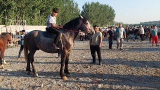 Andijon Shahrixon bozorida DAXSHAT OTLAR CHIQI narxlari bilan tanishing 26.06.2024