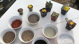 Готовим грунт для Литопсов (Lithops), Конофитумов и других Мезембриантемовых (Mesembryanthemaceae)