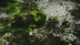 Moss MOSS [4K/River swaying/Healing/ASMR]