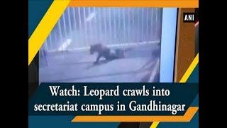 Watch: Leopard crawls into secretariat campus in Gandhinagar - #Gujarat News