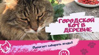 Домашний кот в деревне - как мы собирали ягоды Приколы с котами Смешные животные Смешные коты