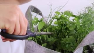 How to Harvest Cilantro